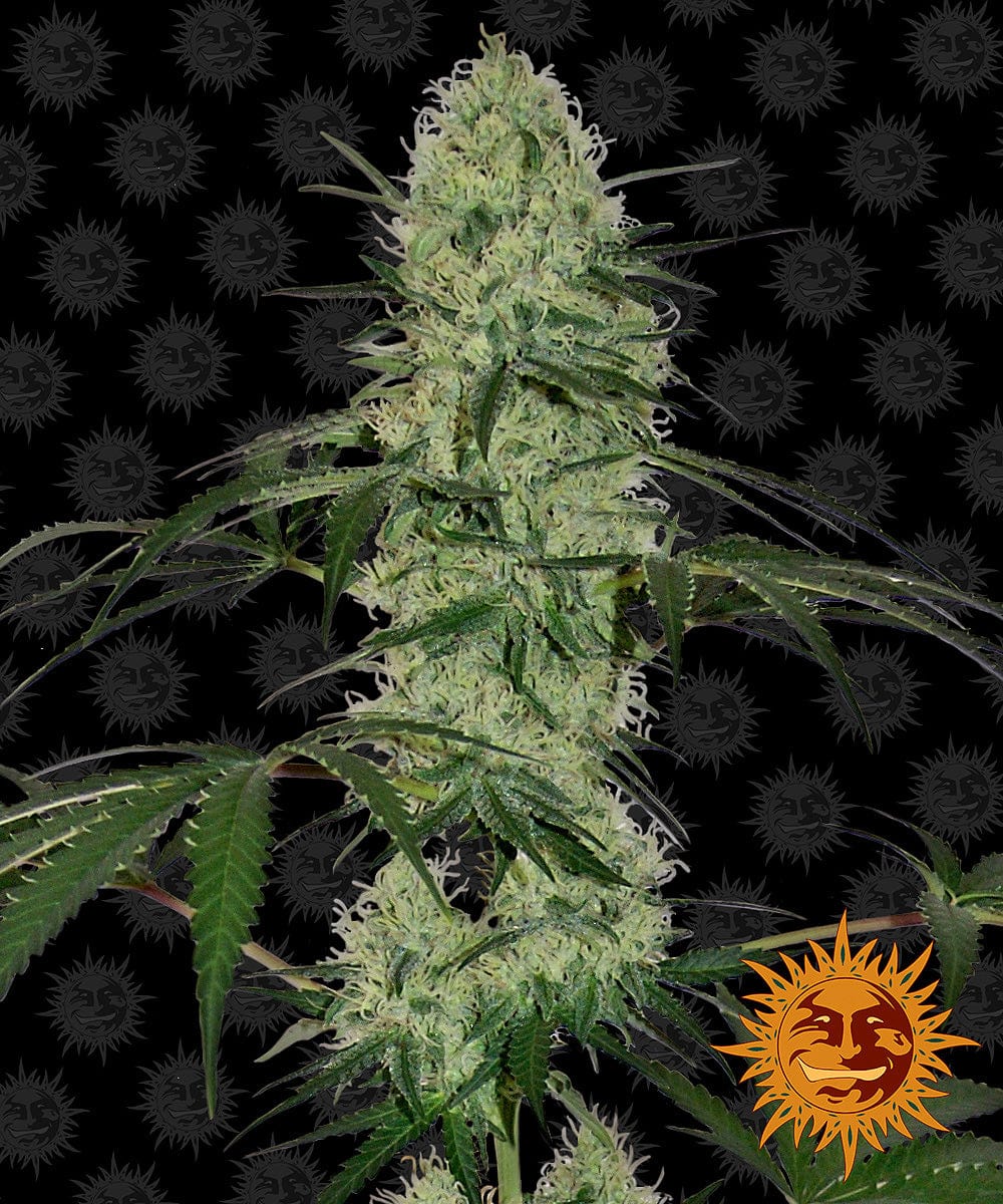 Barney's Farm Tangerine Dream Auto