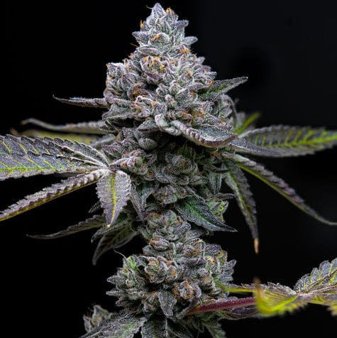 Apple Fritter Barney's Farm