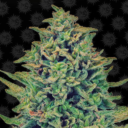 Barney's Farm CBD Blue Shark