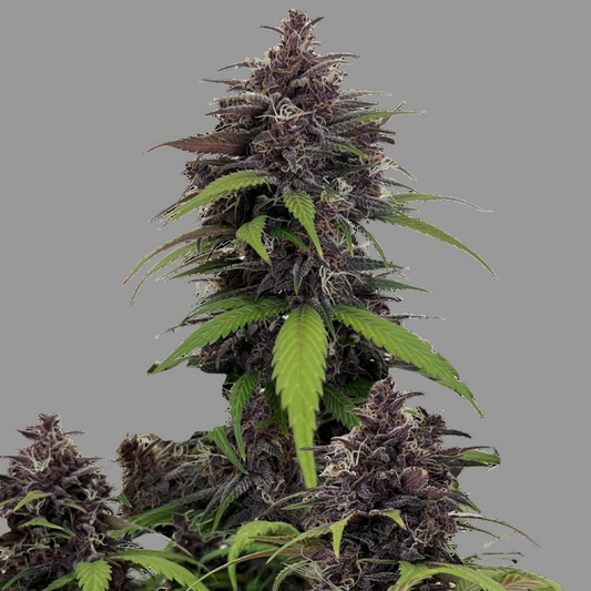 Purple Haze Auto Fast Buds