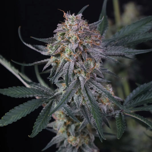 Fast Buds Lemon Tree Auto
