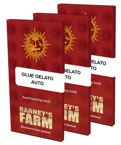 Barney's Farm Glue Gelato Auto
