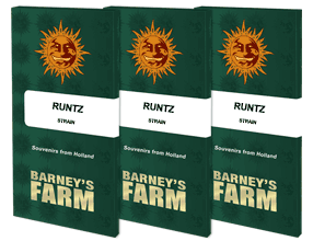 Barney's Farm Runtz