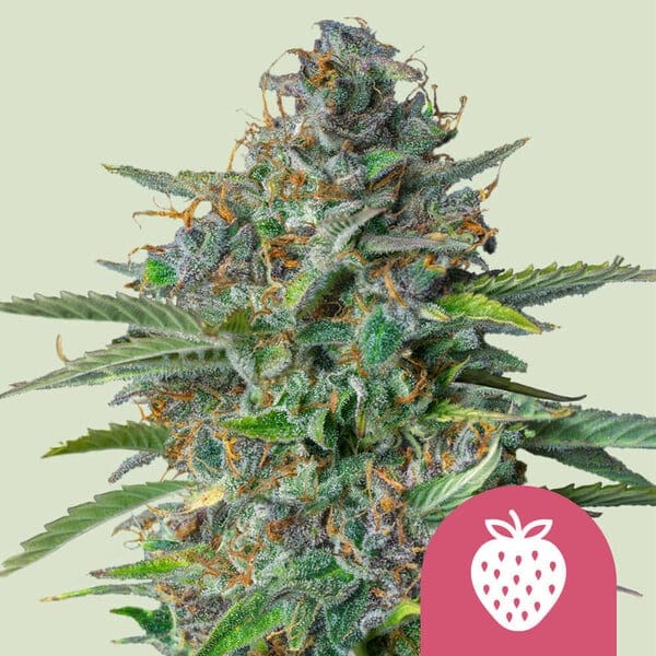 Strawberry Cough